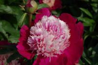 Rene Koot, foto gemaakt in Peony Showgarden