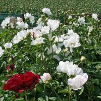 Warmerdam Paeonia