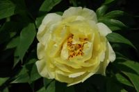 Rene Koot, foto gemaakt in Peony Showgarden