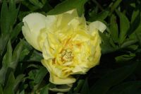 Rene Koot, foto gemaakt in Peony Showgarden