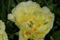 Rene Koot, foto gemaakt in Peony Showgarden