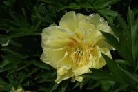 Rene Koot, foto gemaakt in Peony Showgarden