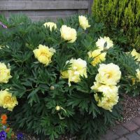 Warmerdam Paeonia