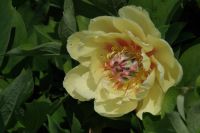 Rene Koot, foto gemaakt in Peony Showgarden