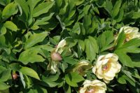 Rene Koot, foto gemaakt in Peony Showgarden