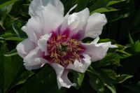 Rene Koot, foto gemaakt in Peony Showgarden