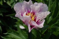 Rene Koot, foto gemaakt in Peony Showgarden