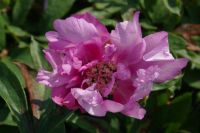 Rene Koot, foto gemaakt in Peony Showgarden