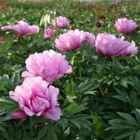 Warmerdam Paeonia