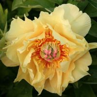 Warmerdam Paeonia