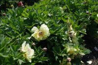 Rene Koot, foto gemaakt in Peony Showgarden