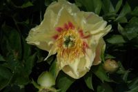 Rene Koot, foto gemaakt in Peony Showgarden