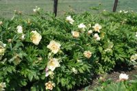 Rene Koot, foto gemaakt in Peony Showgarden