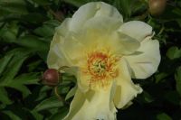 Rene Koot, foto gemaakt in Peony Showgarden