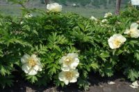 Rene Koot, foto gemaakt in Peony Showgarden