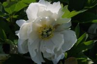 Rene Koot, foto gemaakt in Peony Showgarden