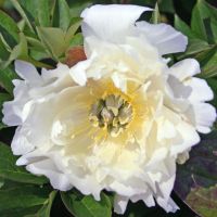 Warmerdam Paeonia