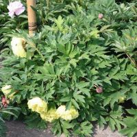 Warmerdam Paeonia