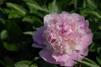 Rene Koot, foto gemaakt in Peony Showgarden