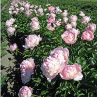 Warmerdam Paeonia