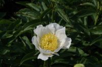 Rene Koot, foto gemaakt in Peony Showgarden