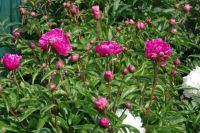 Rene Koot, foto gemaakt in Peony Showgarden