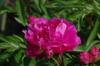 Rene Koot, foto gemaakt in Peony Showgarden