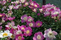 Rene Koot, foto gemaakt in Peony Showgarden