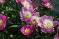 Rene Koot, foto gemaakt in Peony Showgarden