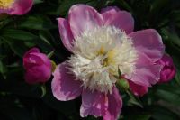 Rene Koot, foto gemaakt in Peony Showgarden