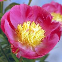 Warmerdam Paeonia