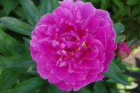 Rene Koot, foto gemaakt in Peony Showgarden