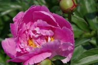 Rene Koot, foto gemaakt in Peony Showgarden