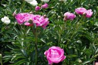 Rene Koot, foto gemaakt in Peony Showgarden