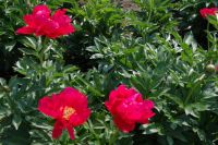 Rene Koot, foto gemaakt in Peony Showgarden