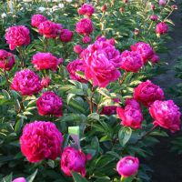 Warmerdam Paeonia