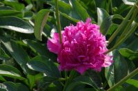 Rene Koot, foto gemaakt in Peony Showgarden