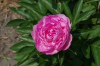 Rene Koot, foto gemaakt in Peony Showgarden