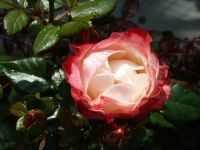 Rene Koot, foto gemaakt in kijktuin Klein Boskoop