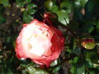 Rene Koot, foto gemaakt in kijktuin Klein Boskoop