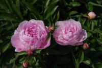 Rene Koot, foto gemaakt in Peony Showgarden