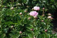 Rene Koot, foto gemaakt in Peony Showgarden