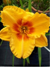 Hemerocallis