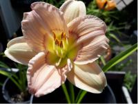 Hemerocallis