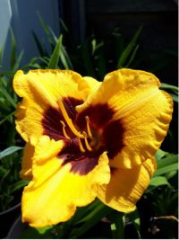 Hemerocallis