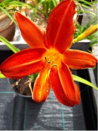 Hemerocallis