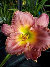 Hemerocallis