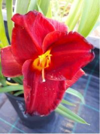 Hemerocallis