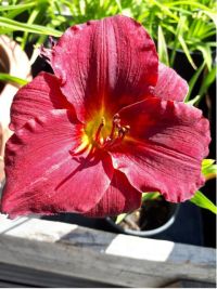 Hemerocallis