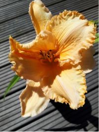 Hemerocallis